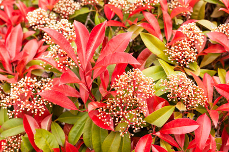 photinia serrulata serratifolia red robin bush blooming in the parkの写真素材
