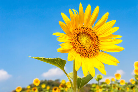 Isolated beautiful blooming sunflower in the sunflower field under the blue skyの写真素材