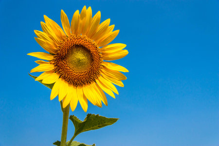Isolated beautiful blooming sunflower under the blue sky.の写真素材