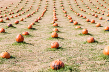 Lines of pumpkins on the field