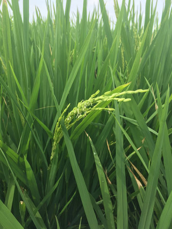 Padi field at Sekinchanの写真素材