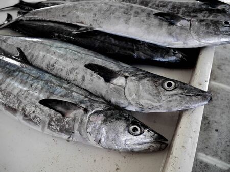 Fresh fish from the sea to the portの写真素材