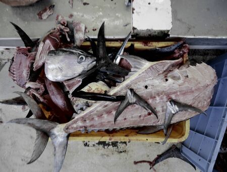 Hacked and dismembered fresh fishの写真素材