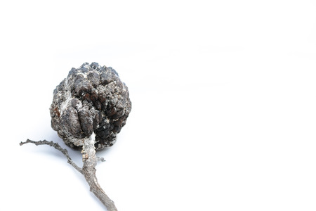 Custard apple rot and dry On a white      backgroundの写真素材