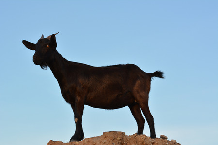 Black dwarf goat standing on the groundの写真素材