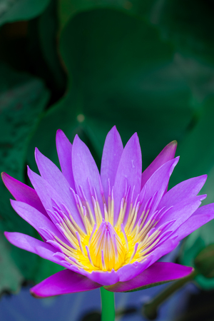 Lotus bloom with purple and yellow color.の写真素材