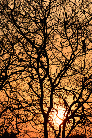 Beautiful landscape image with trees silhouette at sunsetの写真素材