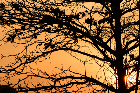 beautiful landscape image with trees silhouette at sunsetの写真素材