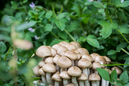 Heap of raw Buna Shimeji mushrooms in Grass background