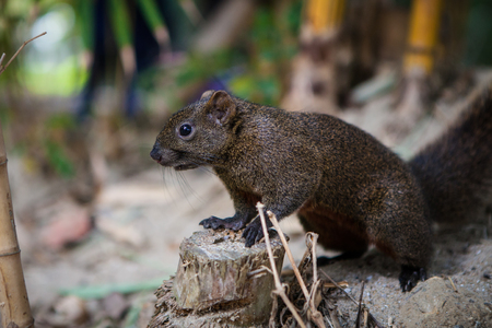 Little squirrelの写真素材