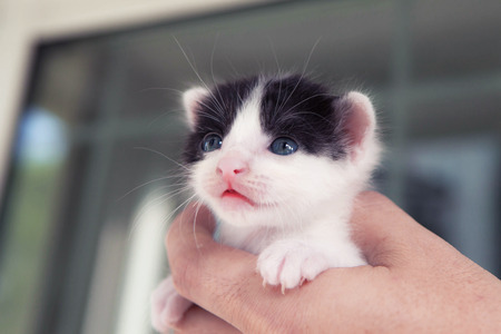 Close up of a kittenの写真素材