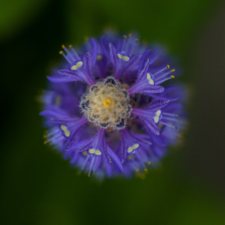 Purple flower