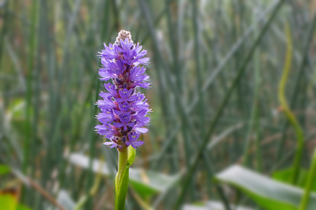 Purple flower