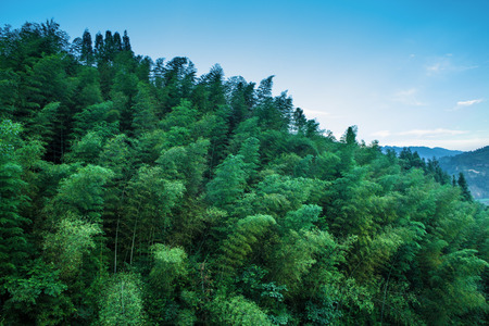 Bamboo forestの写真素材