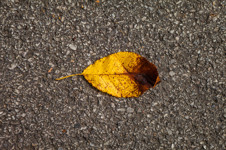 The leaves on the groundの写真素材