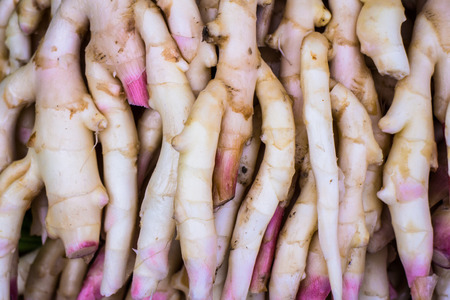 Gingerの写真素材