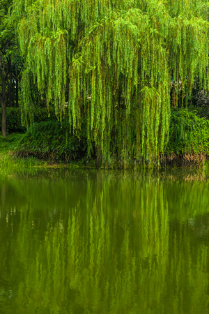 willows tress beside the riverの写真素材