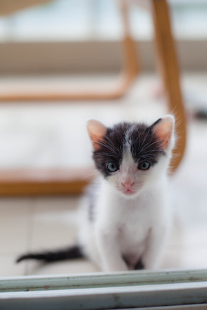 Sitting catの写真素材