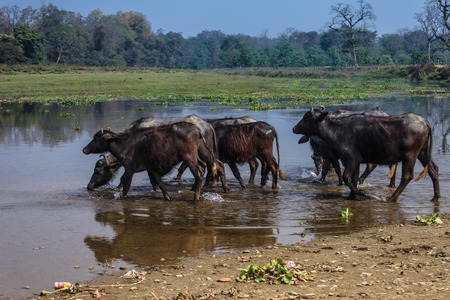 Buffalos
