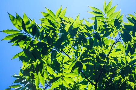 The leaves