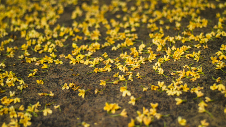 Osmanthus fragrans falls on the groundの写真素材