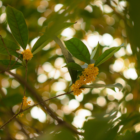 Blooming of osmanthus fragransの写真素材