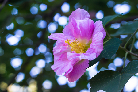 Hibiscus