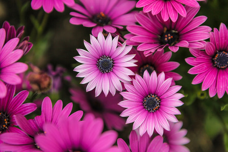 Flowerの写真素材