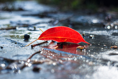 wet autumn leaf on pavement at rainy dayの写真素材