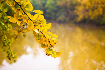 maidenhair treeの写真素材