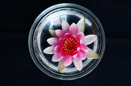 Glass bowl Lotusの写真素材