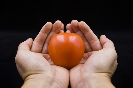 Hold it in your hands tomatoesの写真素材