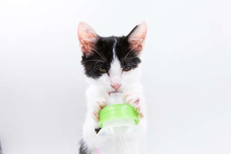 The cat milkの写真素材