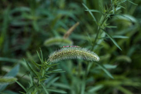 Insects on wild foxtail millet