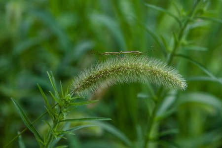 Insects on dog's tail grass