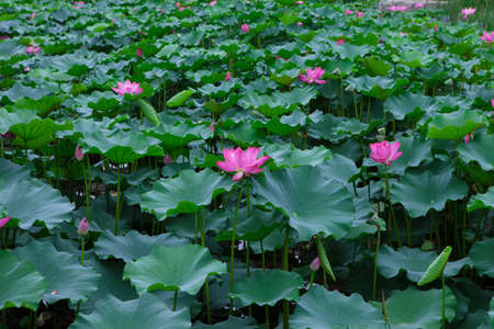 Blooming lotus in the pondの写真素材