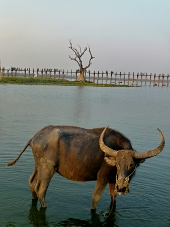 The water buffalo near the Ubein bridge in Burma (Myanmar).