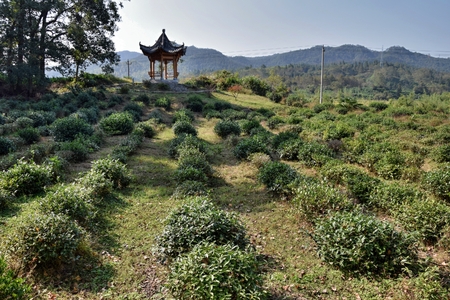 A small chinese gazebo in the middle of a tea plantation in Anhui province in China.の写真素材