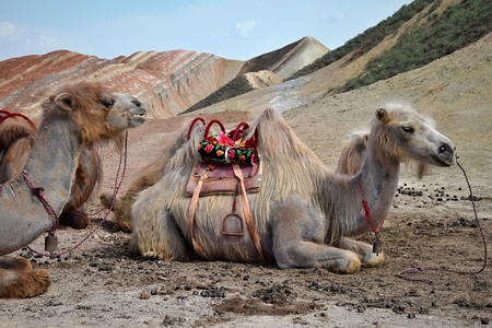 Two graceful camels take a rest on the desert with sand dunes in the background.の写真素材