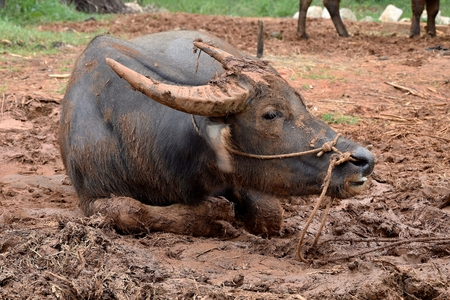 The water buffalo lies in the mud.