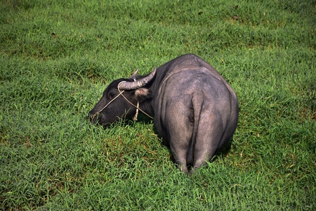 The water buffalo inside the green grass field.