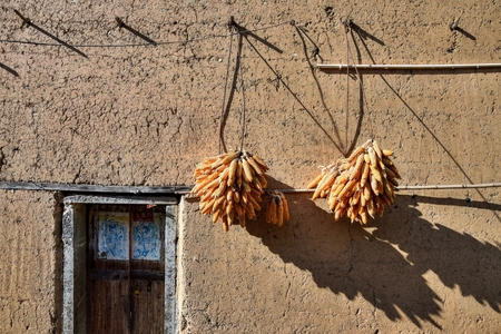 The sun-dry clusters of corn hang on the wall.のeditorial素材