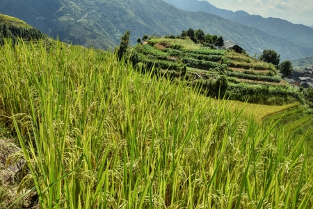 The landscape of green terraced paddy fields in Guangxi Zhuang Autonomous Region in China.の写真素材
