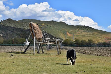 Napahai Natural Reserve near Shangri-La town in Yunnan Province in China is on the List of Wetlands of International Importance.の写真素材