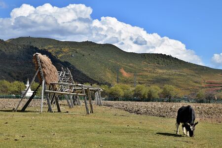 Napahai Natural Reserve near Shangri-La town in Yunnan Province in China is on the List of Wetlands of International Importance.の写真素材