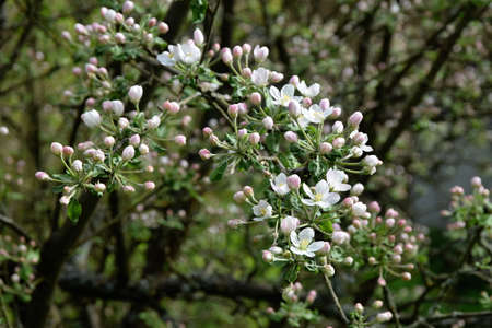 Spring in the nature, flowering Cherry Treeの写真素材
