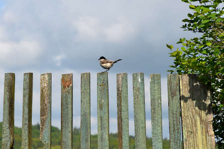 The Marsh Tit sitting on the old wooden picket fencing.の写真素材