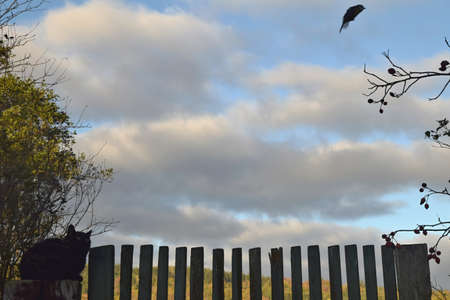Wooden fence with a black cat. High quality photoの写真素材
