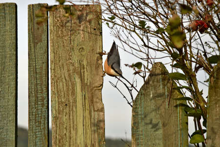The Nuthatch sitting on the old wooden picket fencing.の写真素材