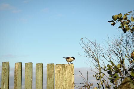 A blackcap perched on a wooden fence in front of a blue sky.の写真素材